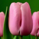 10 Tulpen (roze) (leverbaar van aug-dec)